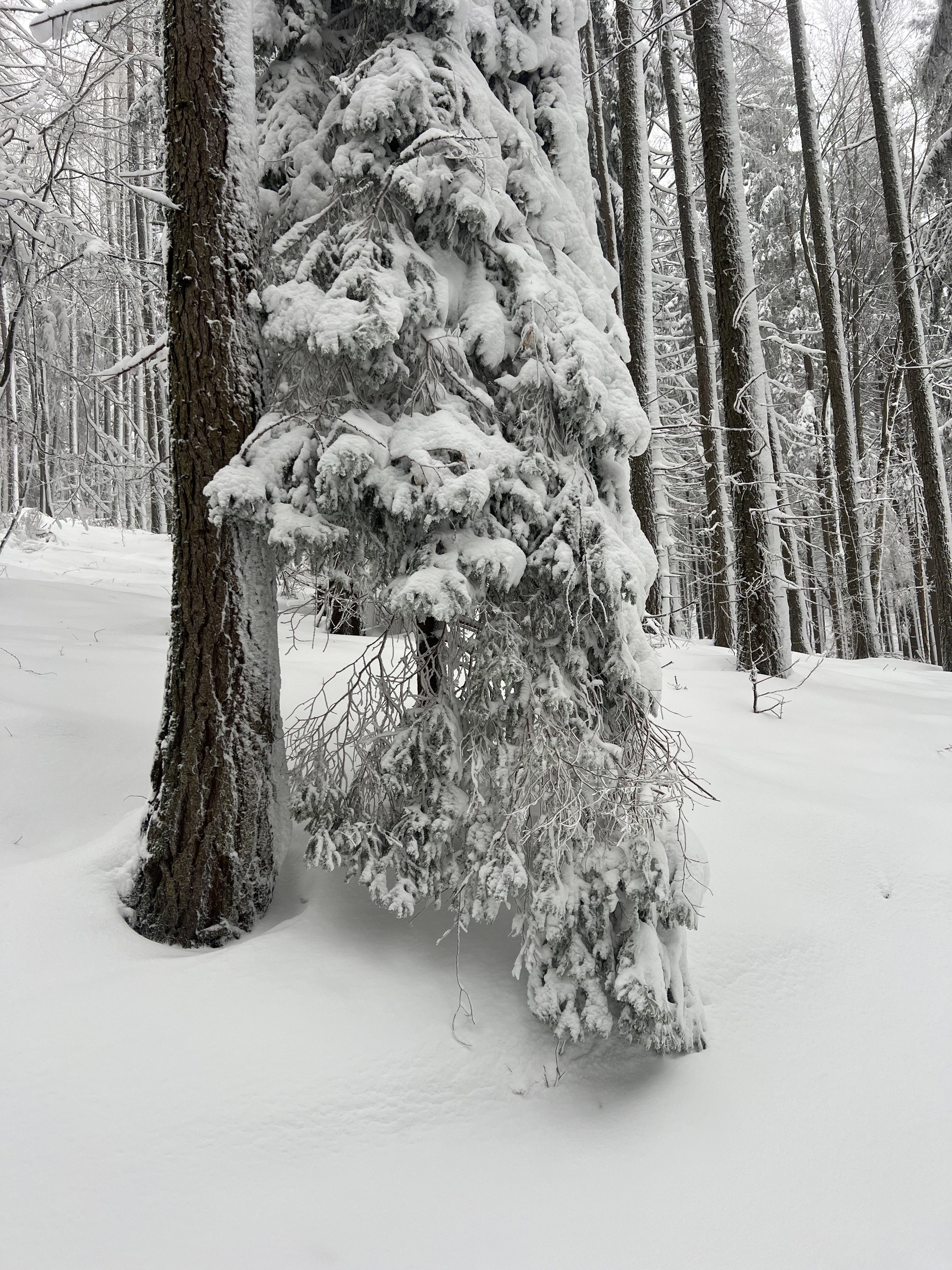 Chata pod Hrbom - 18